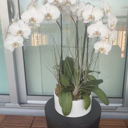 REAL Live Orchid – 4-Stem White Phalaenopsis in Ceramic Pot – $99 (Retails $400)