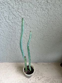Euphorbia debilispina plant