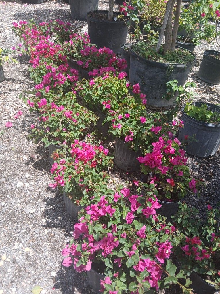 SALE‼️Gorgeous Bougainvilleas From $12🌺