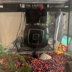 Fish Tank 