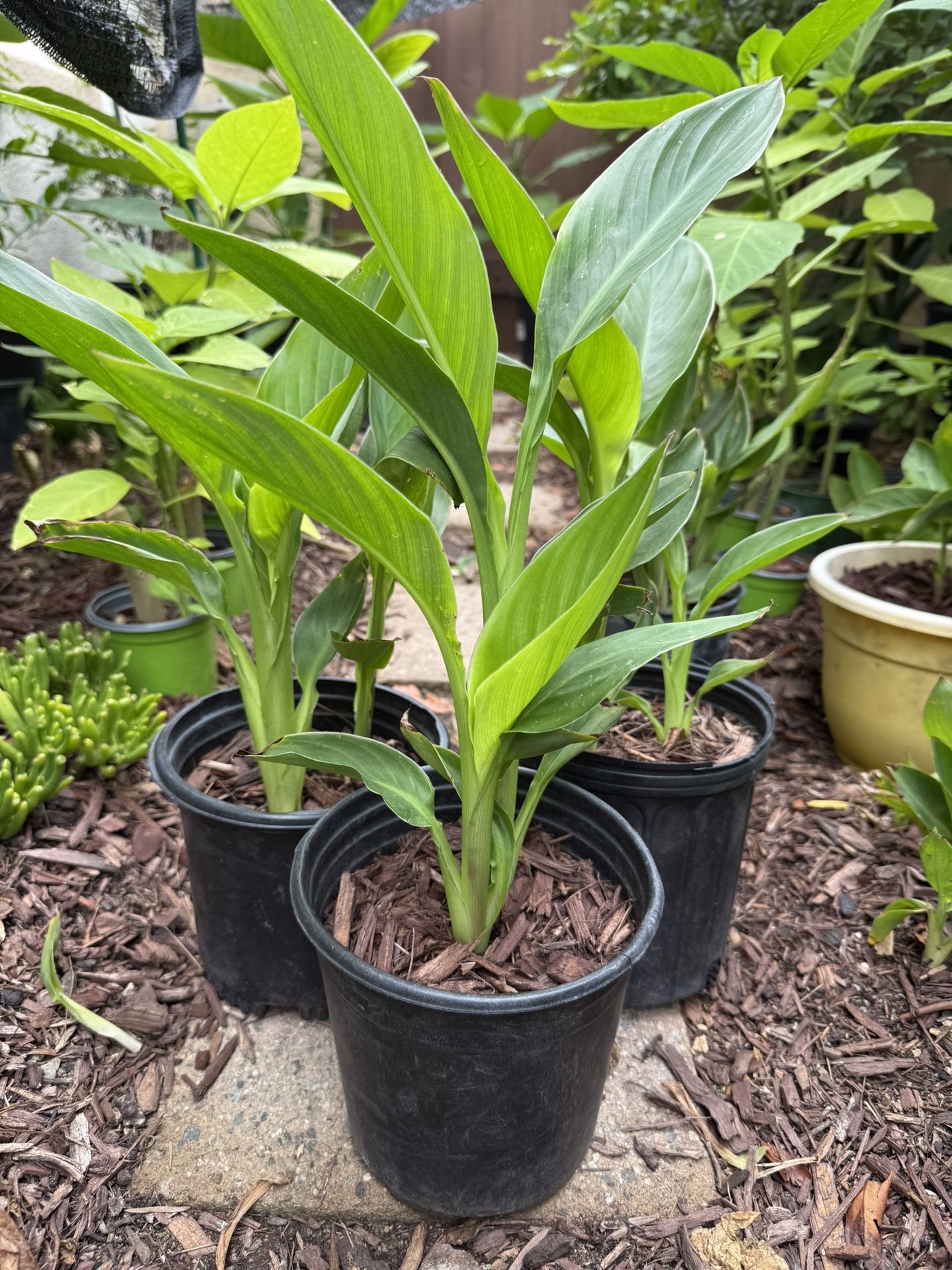 Healthy Canna lily flower plants