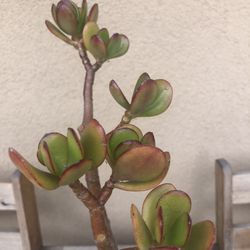 Jade Succulent Plant 