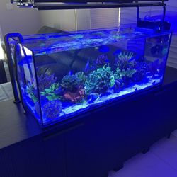Saltwater Reef Aquarium