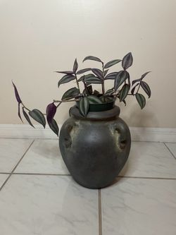 Large terra cotta Urn  Planter anter pot 11 inches tall with wandering Jew plant and pot