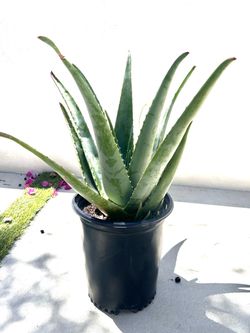 Large Aloe Vera