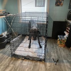 Dog Crate XL