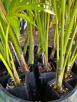 Kentia palms, young starters