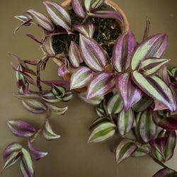 Tradescantia houseplant red vine