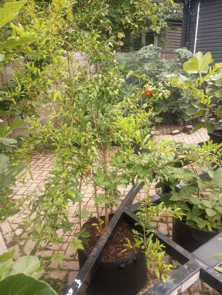 Pomegranate Tree