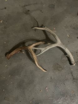 Deer antlers