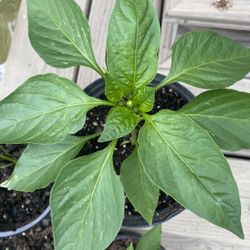 RED BELL PEPPER, TOMATOES, & BASIL PLANTS