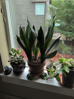 Sansevieria in terra cotta. Variegated Jade. Pot Feet.