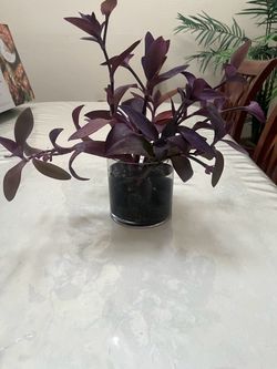 Rooted Vibrant purple plant In a glass vase with stones.