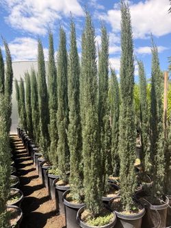 Italian cypress 7 feet tall when planted
