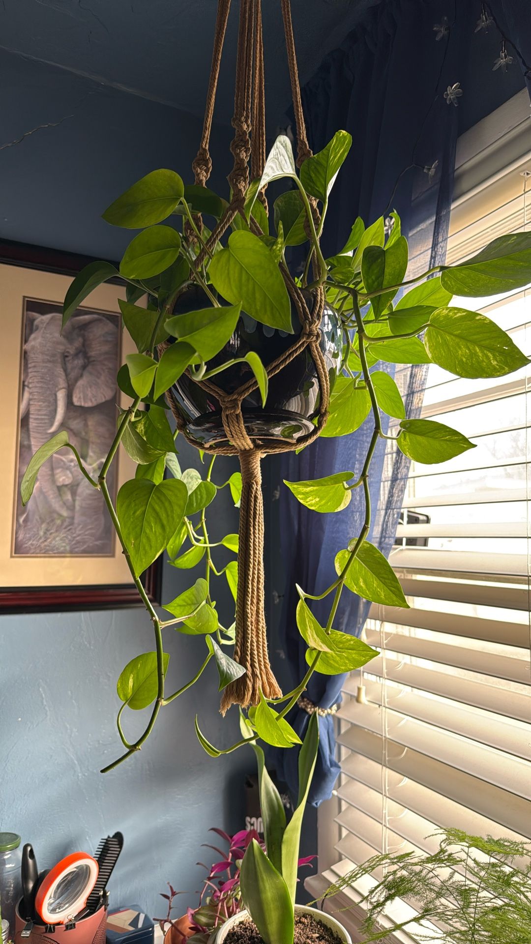 Real Beautiful Golden Pothos