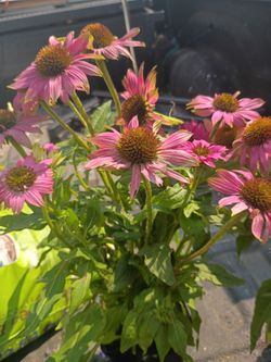 Echinacia Pink Coneflower
