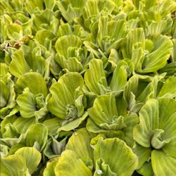FREE Water lettuce for Ponds