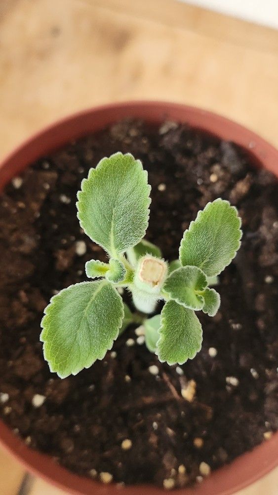 Boldo Plant