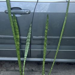 Sansevieria Snake Plants (price Is Each) Plants Are 3-5 Ft Tall
