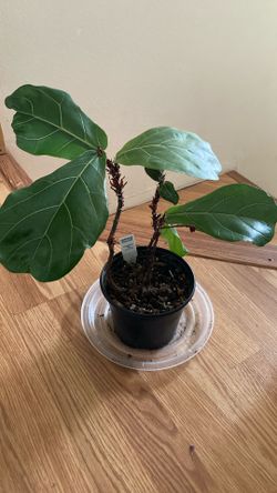 Fiddle Leaf Fig
