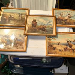 Five Vintage Framed Nature Prints