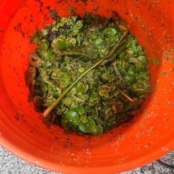 Pond Or Fish Tank Plants  $1  For Cup Full 