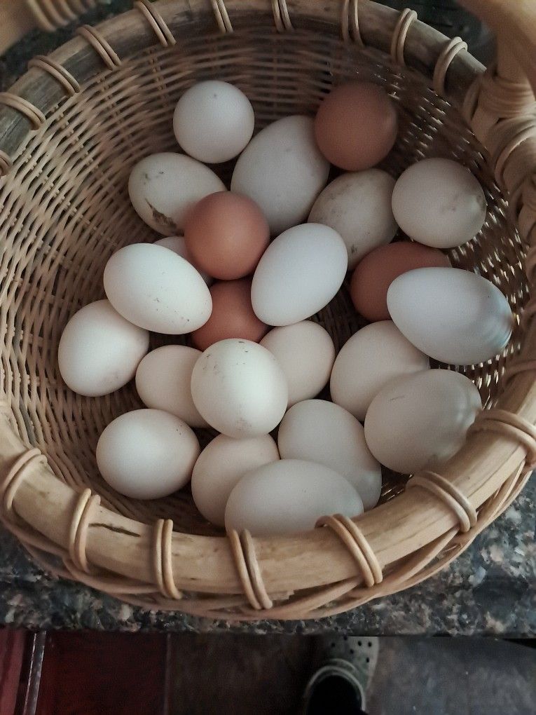 Fresh Eggs