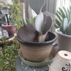 Heart To Heart Succulent  Plant 