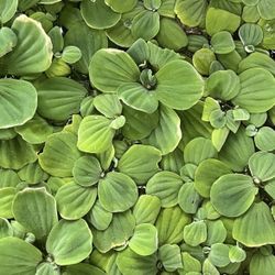 Live Plants Aquarium 