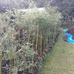 Seabreeze Live Bamboo Plants! Tropical Clumping Variety! 7 Gallon Pots