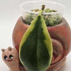 Hoya Incrassata Eclipse 