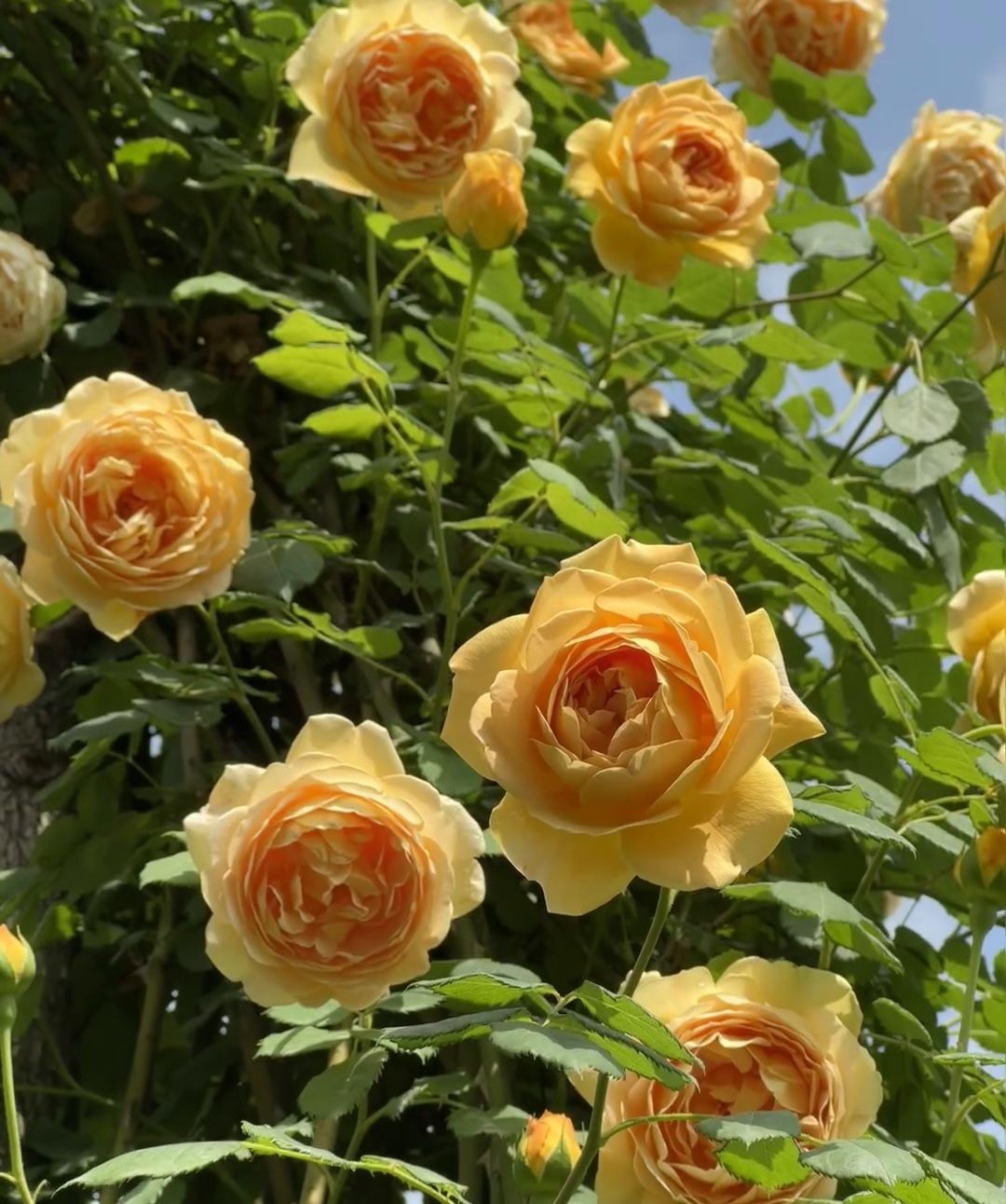 Rosa'Golden Celebration austin roses