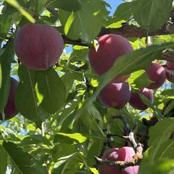 Organic Yellow Peaches 20 Lbs 