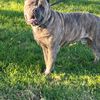 Diego