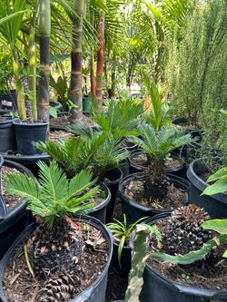 Sago Palm