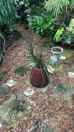 Sansevieria