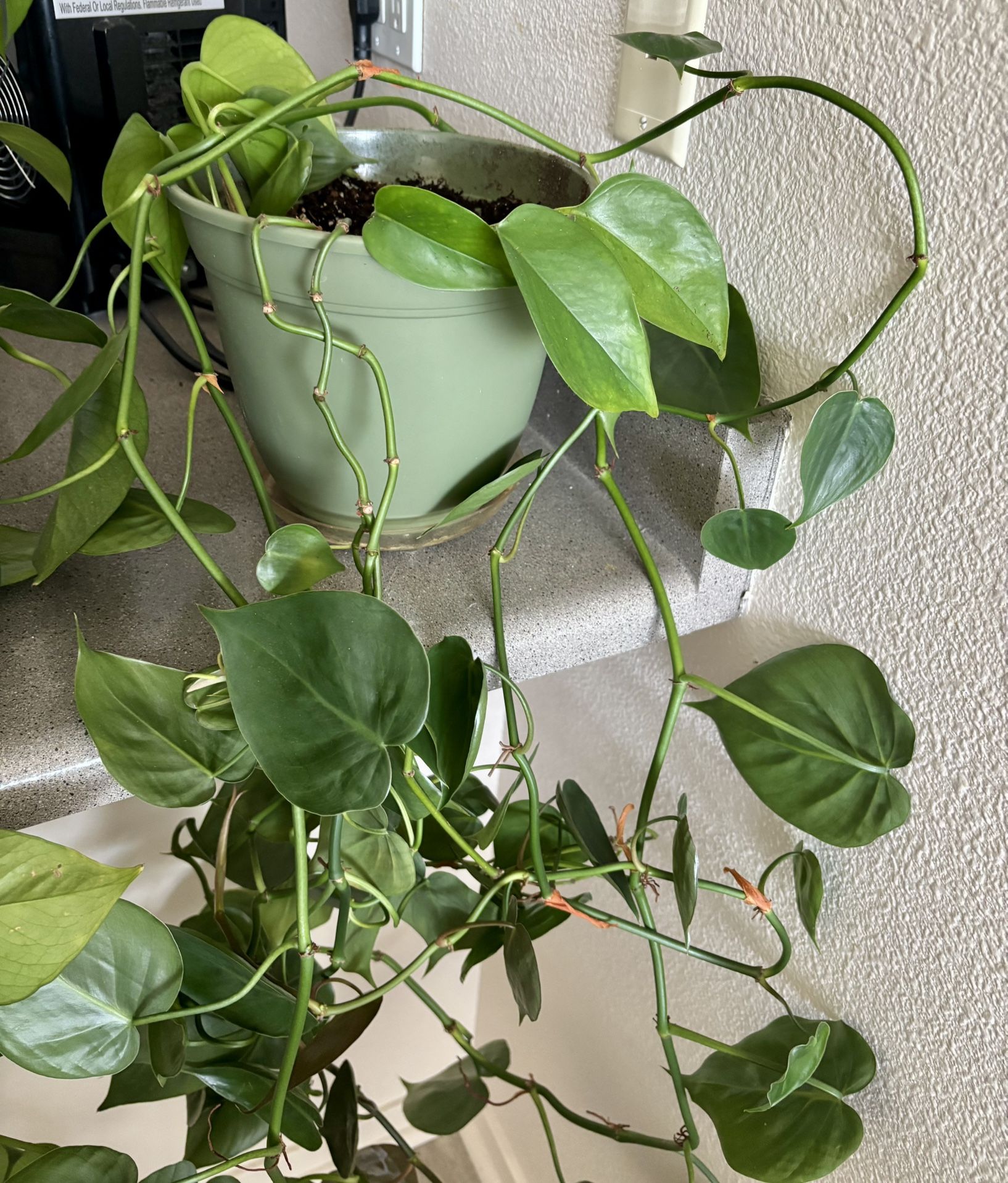 Plant and pot
