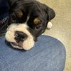 Lulu