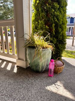 Large Glazed Planter Pot with Plants & Soil Included