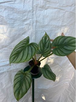 5” Philodendron pastazanum silver x mamei