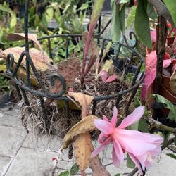 Epiphyllum Hanging Pink 15$