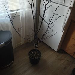 Burgundy Jewel With Purple Leaves Tree