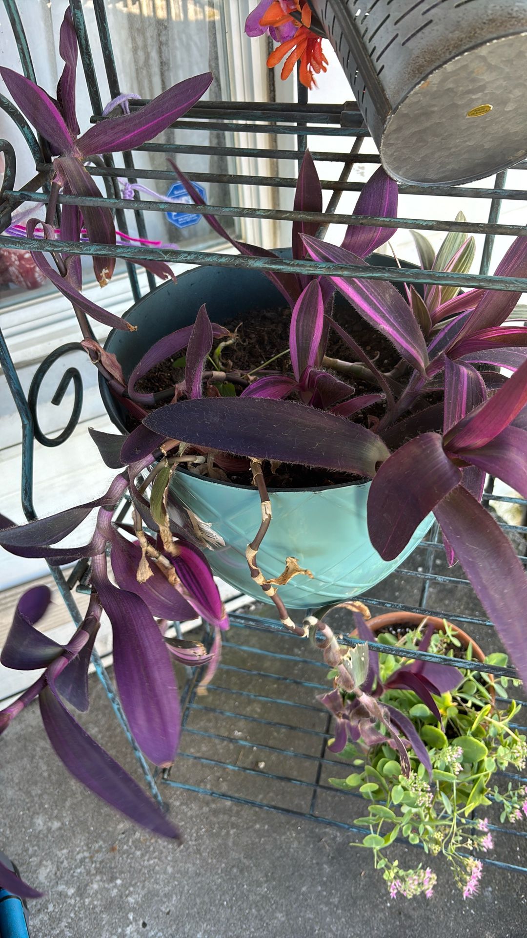 Purple Heart Plant π± π