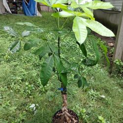 Over 4 Ft Money Tree