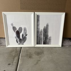 Cactus Framed photos 