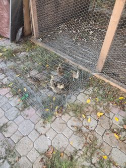 Baby peacocks