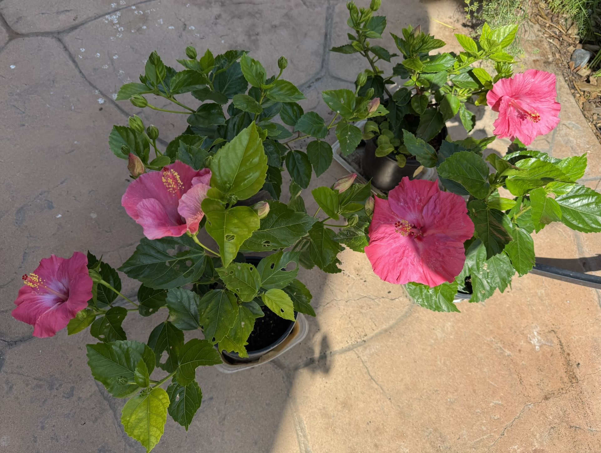 Hisbiscus Plants For Sale ($15) Flower Blooming