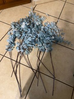 10 eucaliptos blue