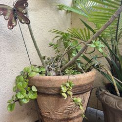 Plants And Pots 