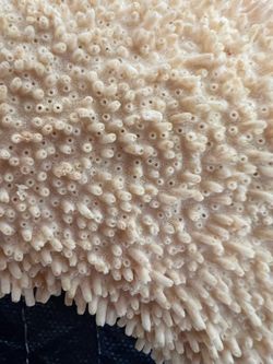 Natural Coral Skeleton Specimen – Large Branching Ocean Coral Display